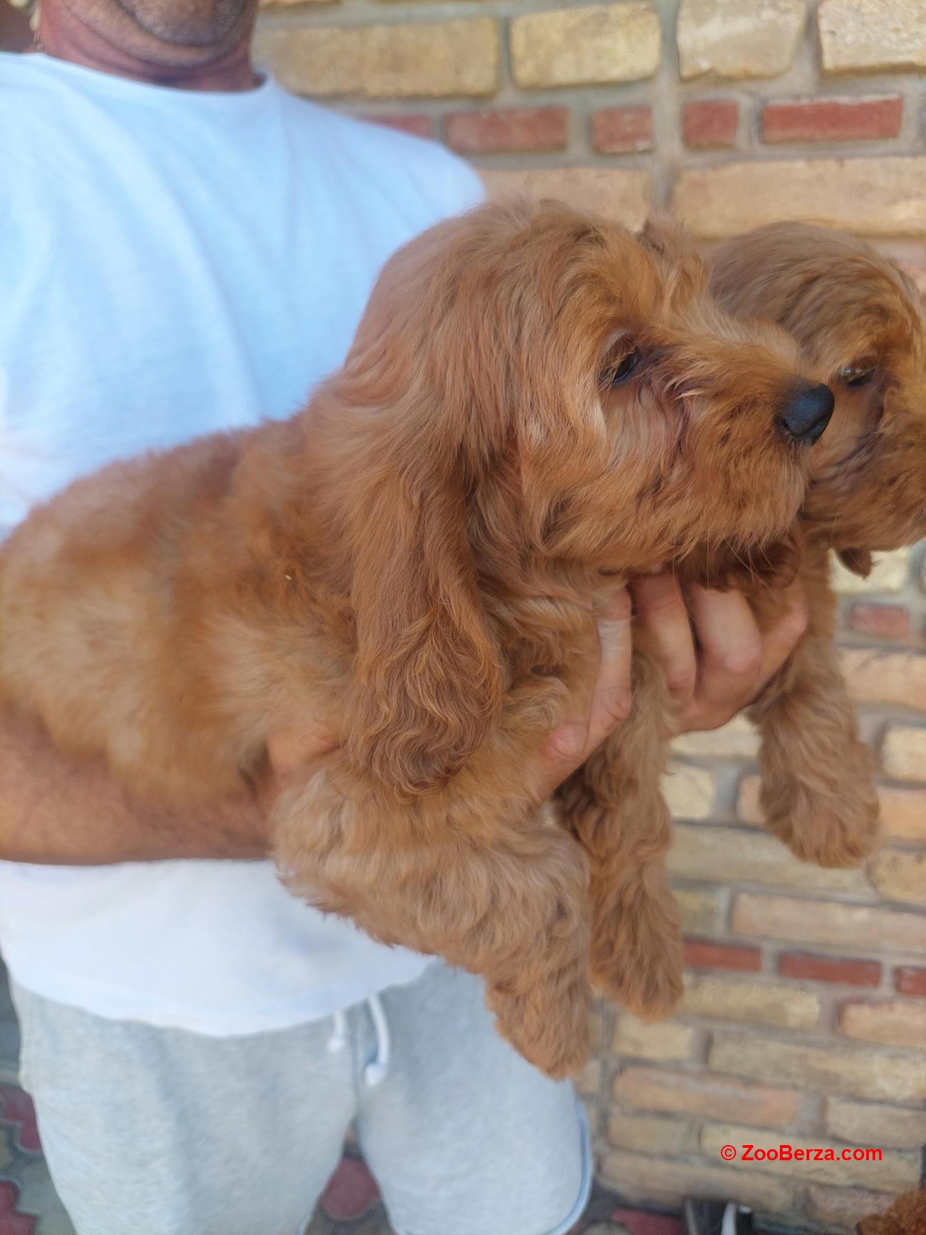 Cockapoo štenci 