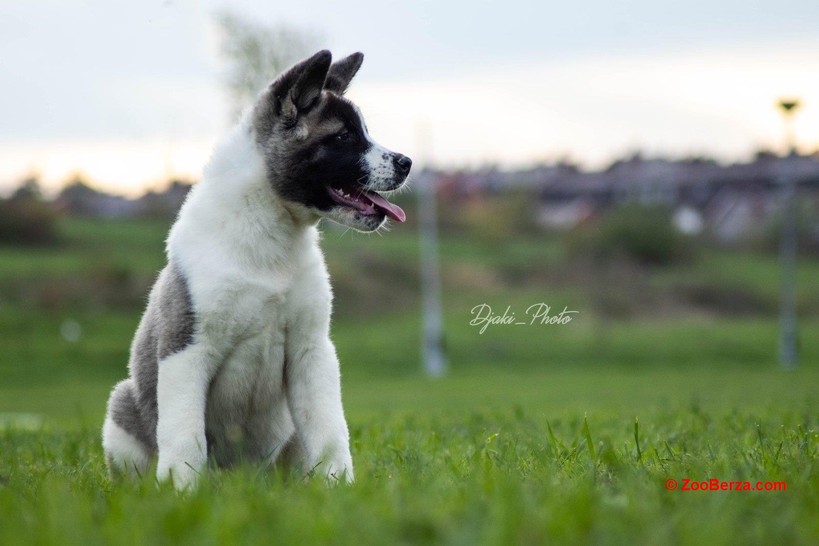 Američka Akita prelepi štenci