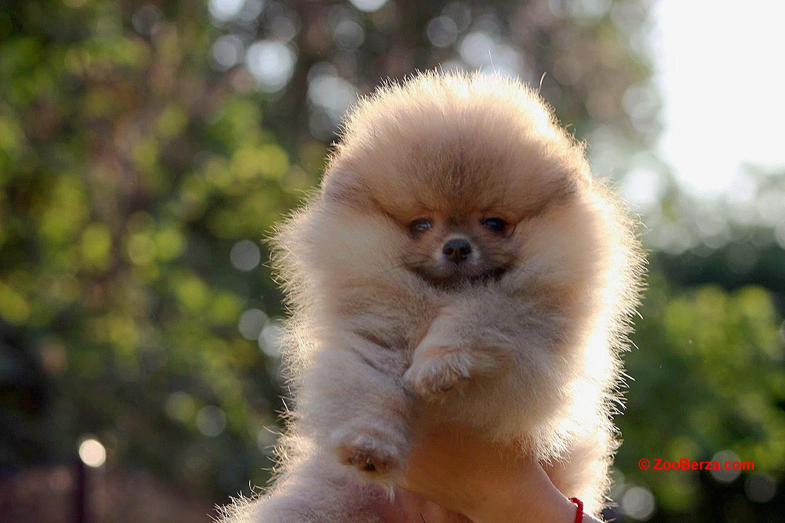 Pomeranac BOO medvedići, Pomeranski Špic štenci
