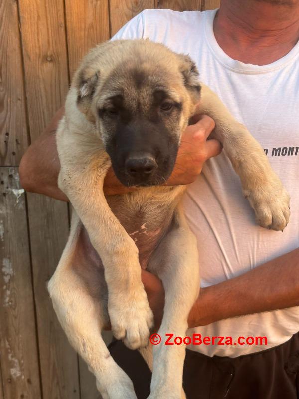 Kangal stenci