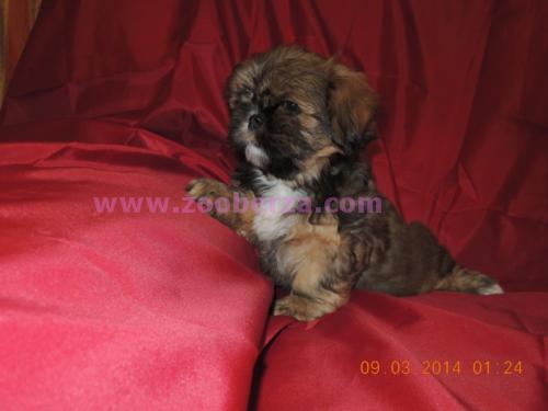 Lhasa apso