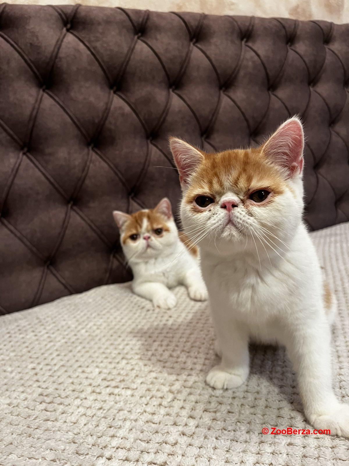 Egzotični kratkodlaki mačići (Exotic Shorthair)