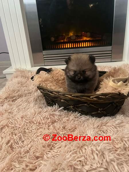 Pomeranac, štenci vrhunskog kvaliteta