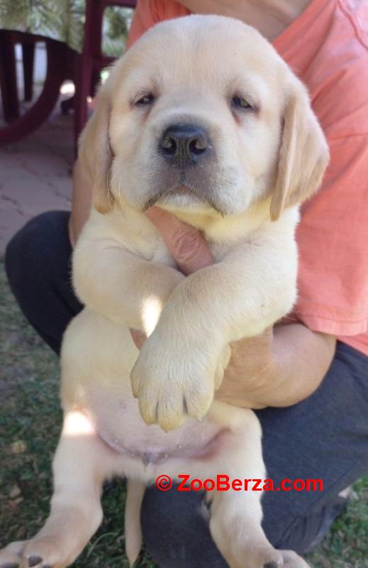 Labrador štenci