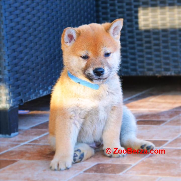 Shiba Inu štenci