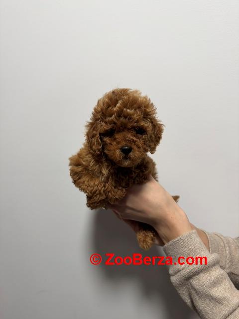 Crvene i aprikot toy pudle