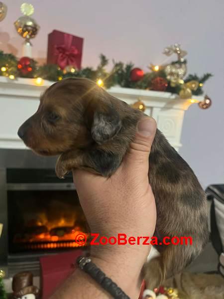 Mini dugodlaki jazavčari, štenci 