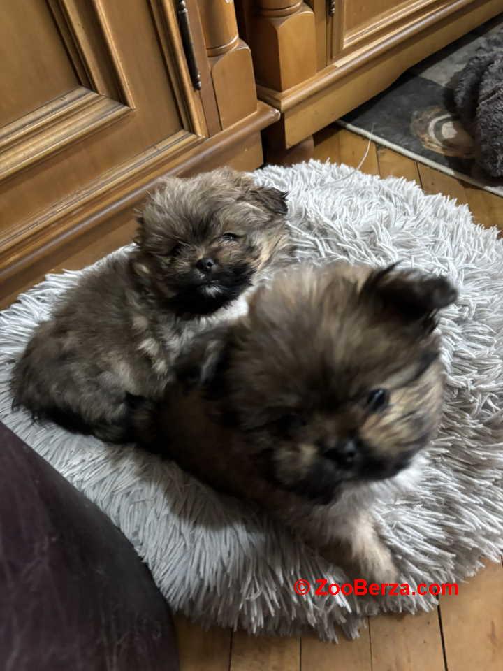 Pufne od mame si cu i tate pomeranca 