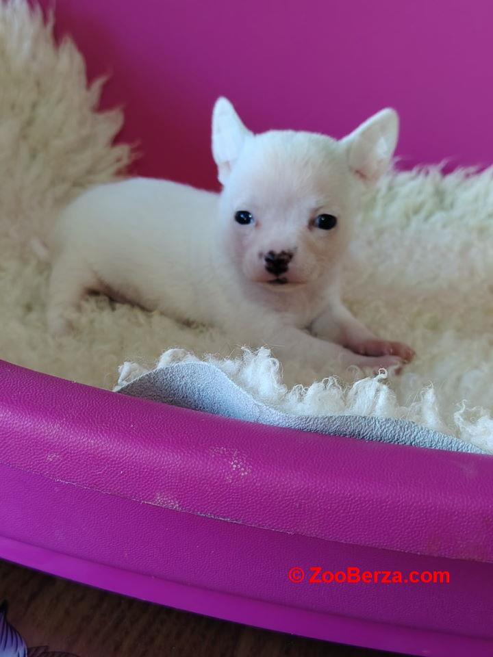 Mini CIVAVE  oba pola kratkodlaki i dugodlaki  
