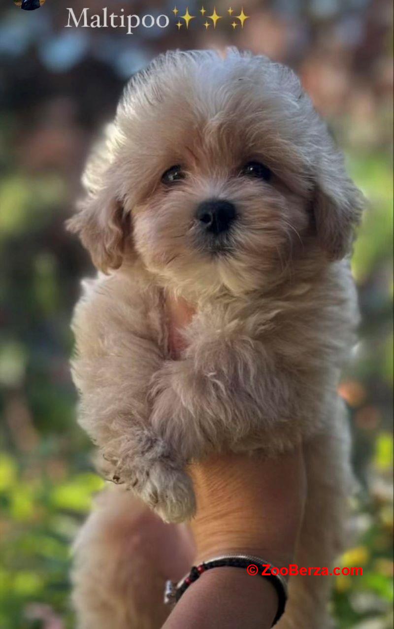 Maltipoo vrhunske genetike