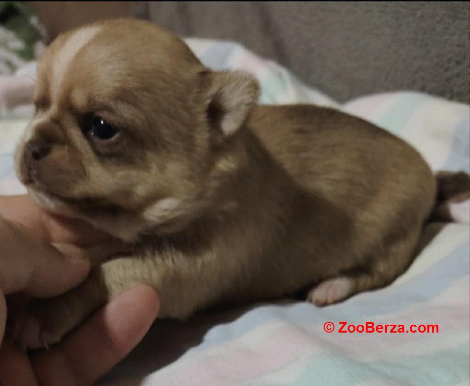 Mini CIVAVE  oba pola kratkodlaki i dugodlaki   