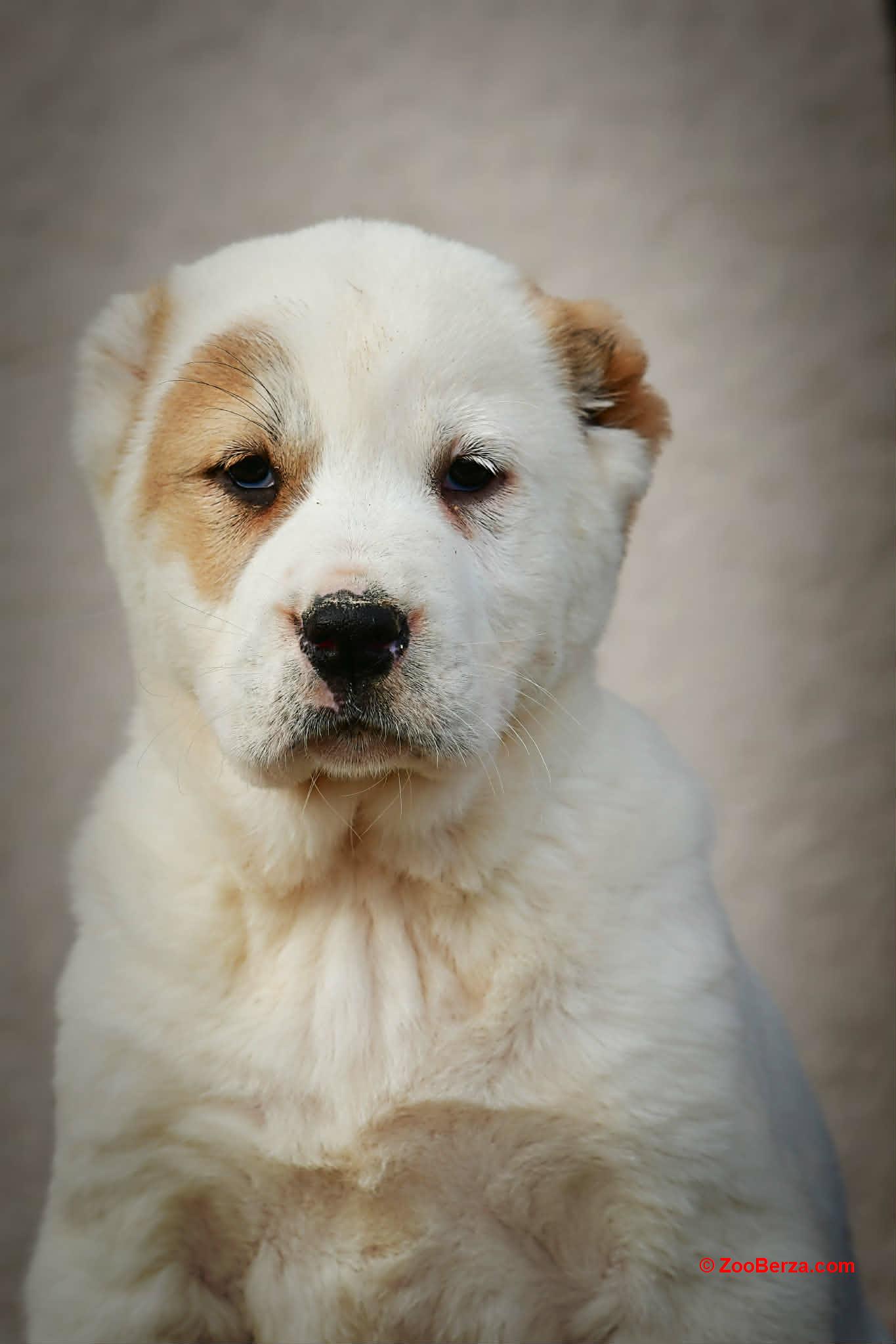 Srednjeazijski ovčar VRHUNSKI štenci