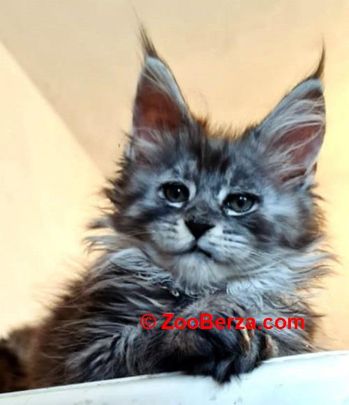 Maine Coon mačići