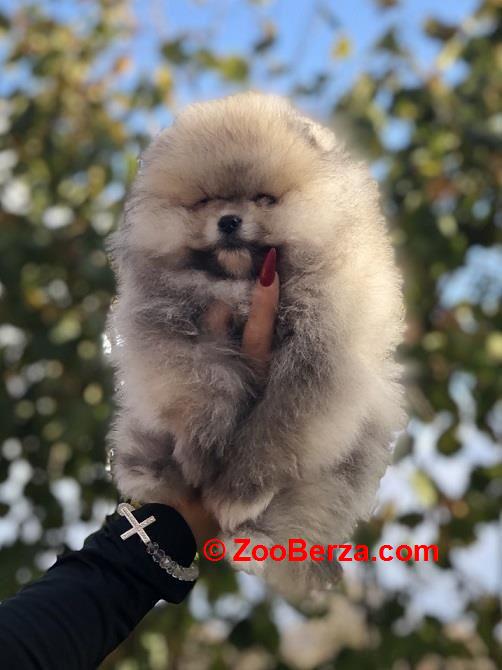 Pomeranac, Pomeranian, Boo stenci