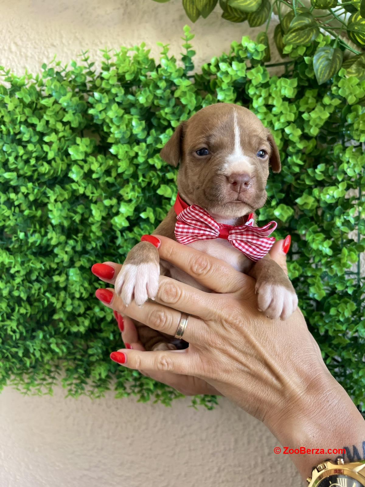 Pit Bull terijer prelepi stenci