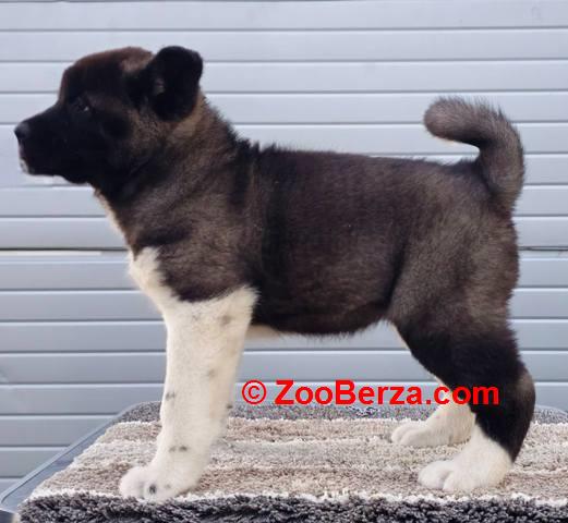 Američka Akita, prelepi štenci