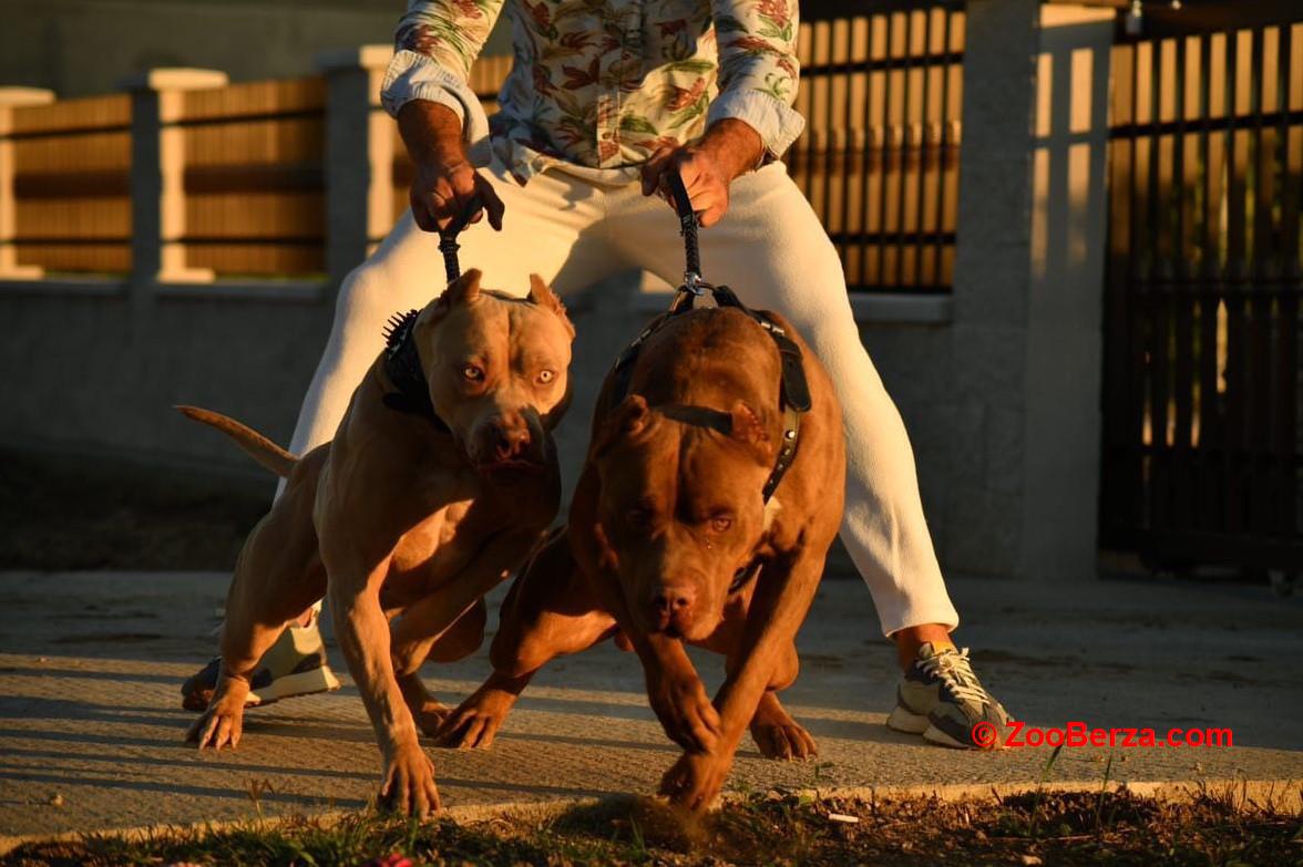 Američki Buli American Bully štenci