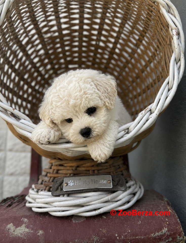 Dostupni za preuzimanje MALTIPOO  