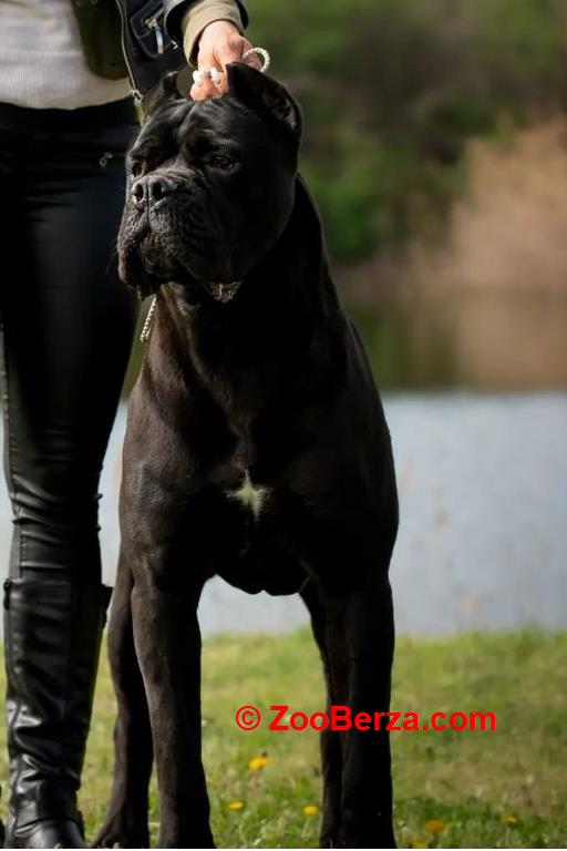 Cane Corso Kane Korso rezervacije