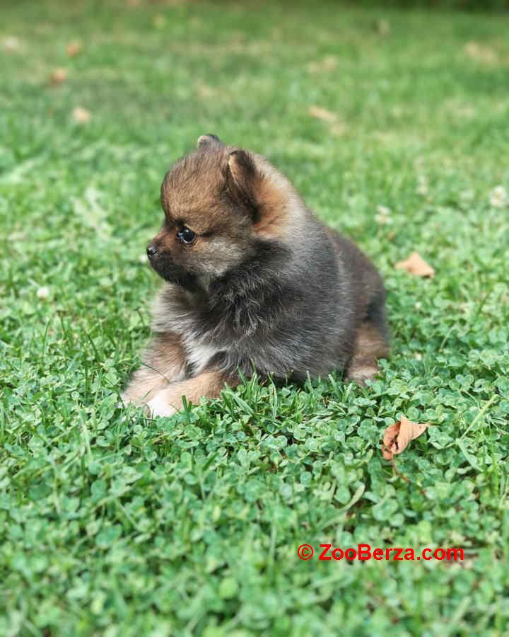 Pomeranski spic, prelepog krzna 