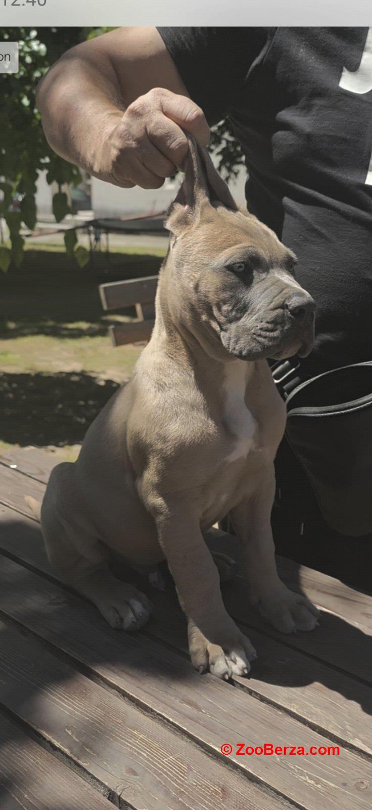 Cane Corso Kane Korso prelepi formentino štenci