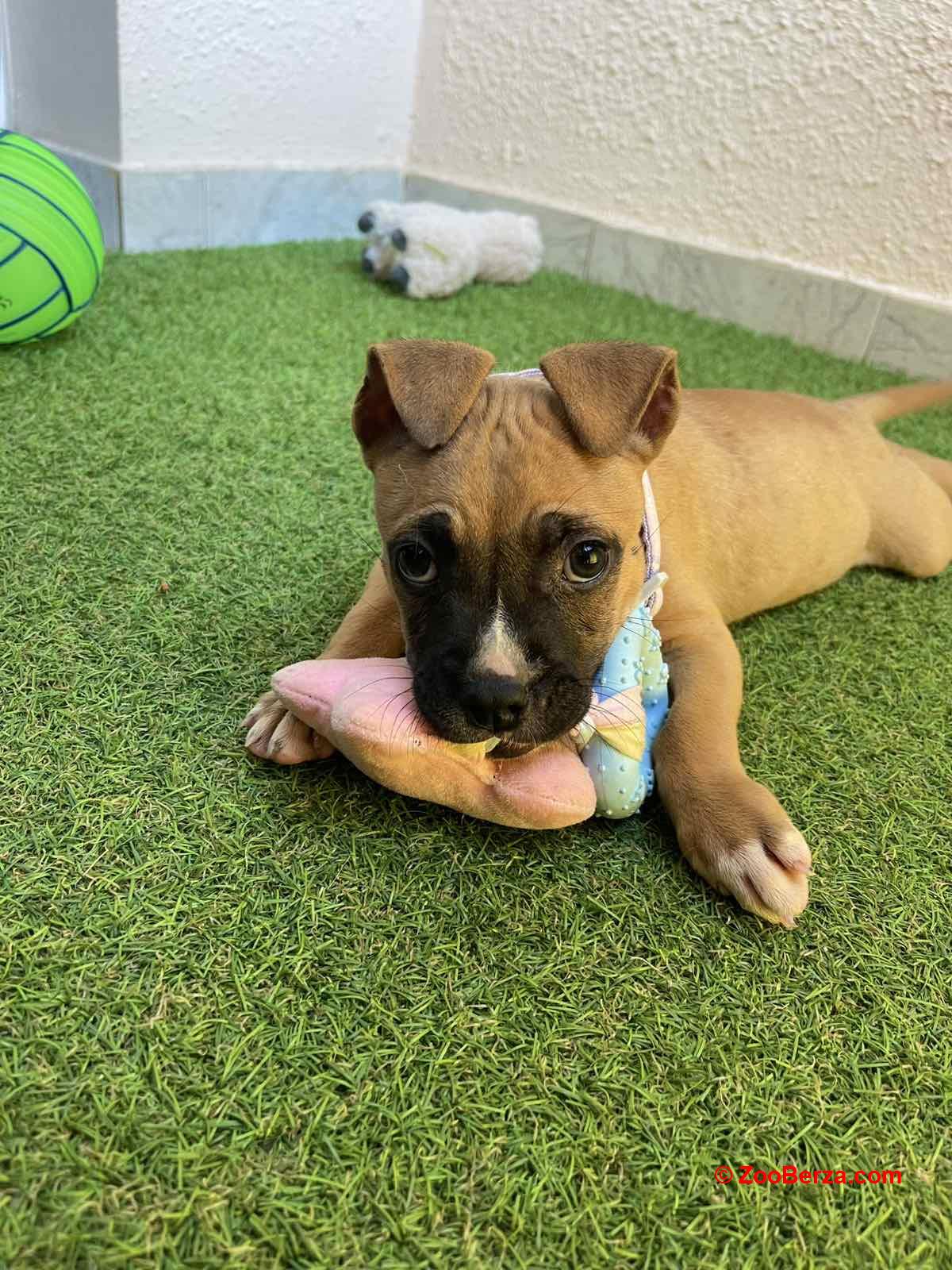 Pit Bull terijer prelepi stenci