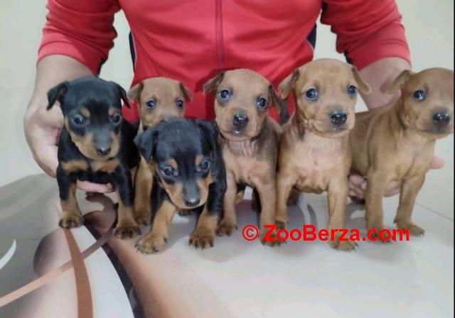 Patuljasti pinč štenci