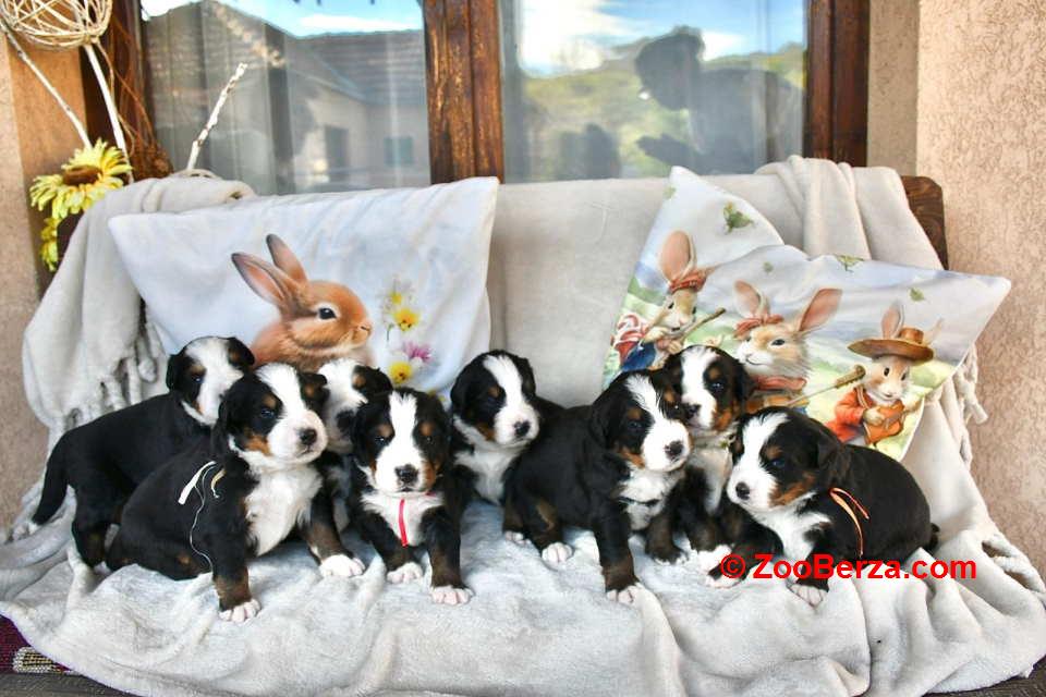 Bernski planinski pas 