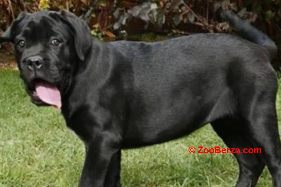CANE CORSO prelepi štenci