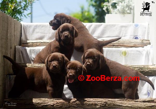 Labrador Retriver štenci, čokoladni 