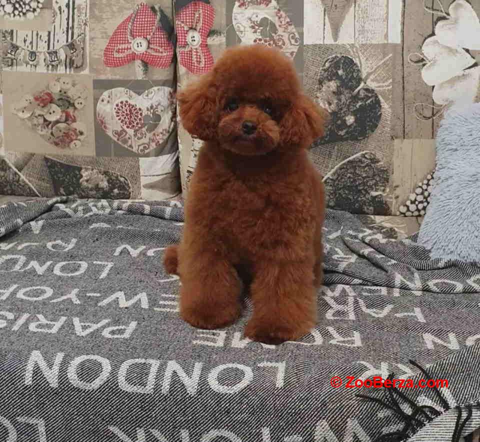 Teddy bear toy PUDLE – malene 