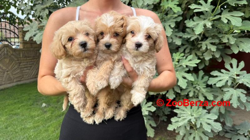 Maltipoo kucici