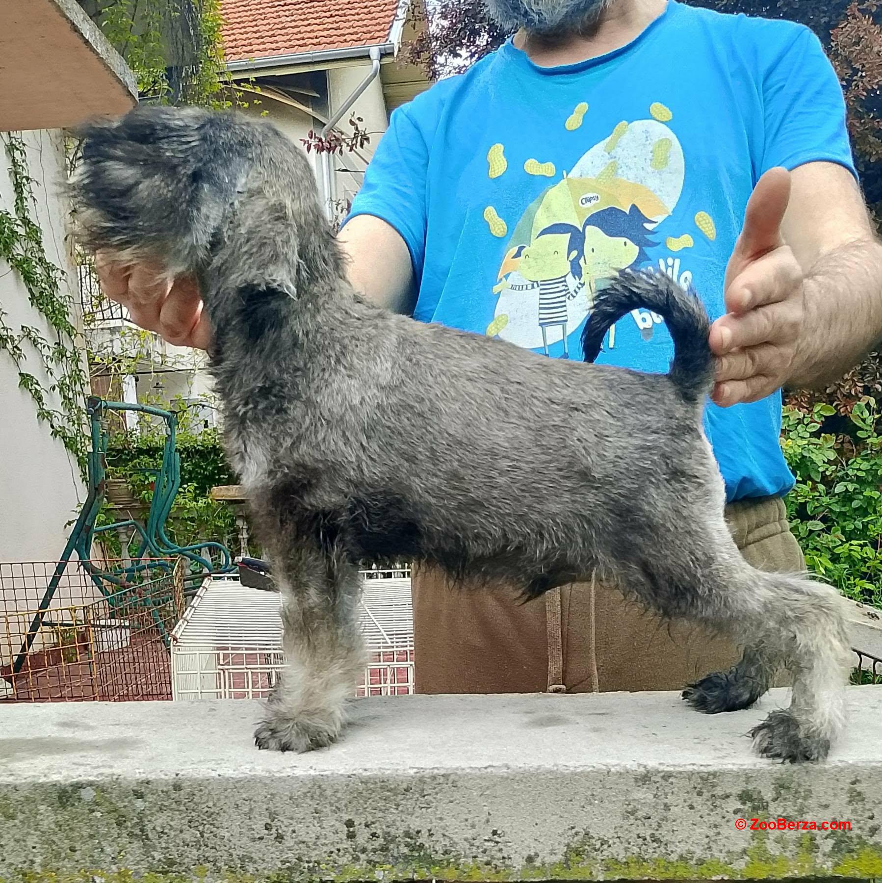 Štenci patuljastih šnaucera 