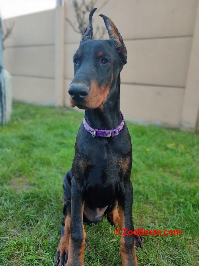 Doberman mužijak 