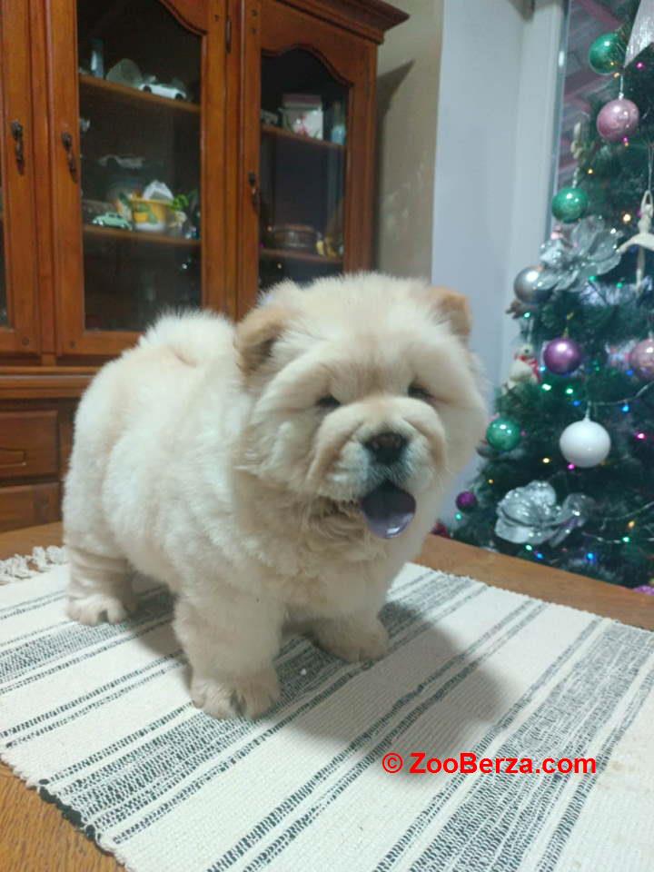 Na prodaju jedna devocica chow chow stara 50 dana 