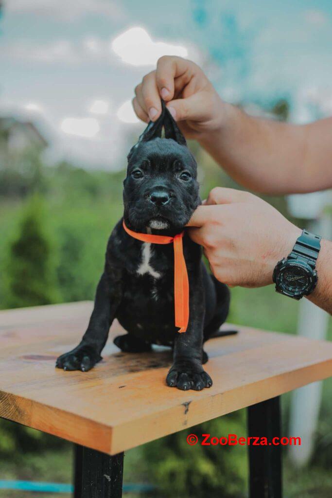 Cane Corso prelepi stenci na prodaju