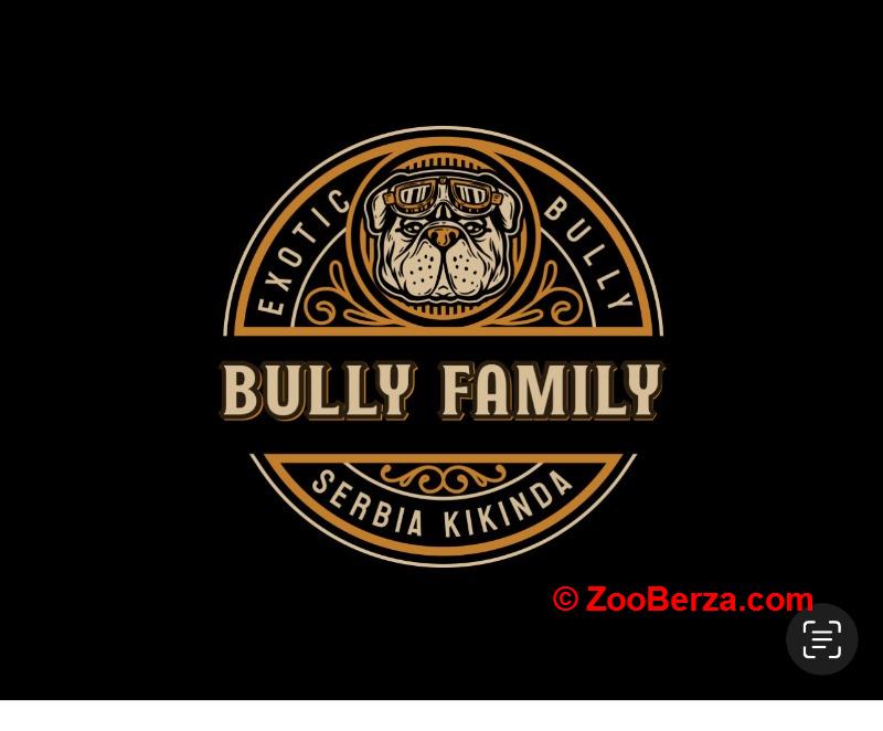 American bully Exotic