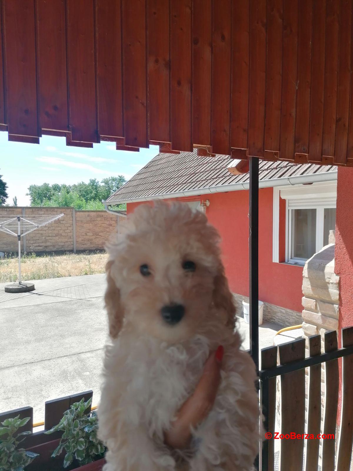 Stene patuljaste pudle
