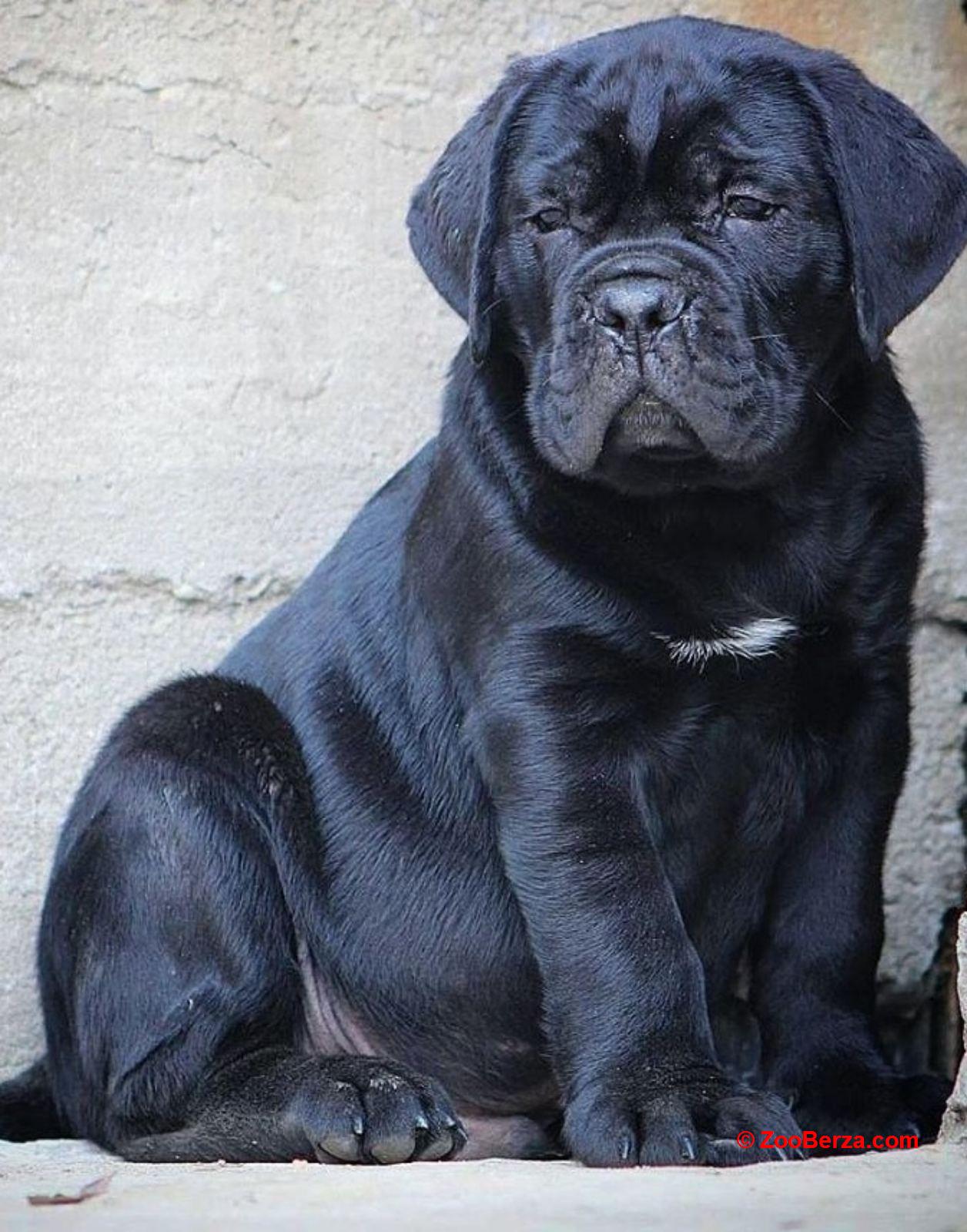CANE CORSO prelepi štenci