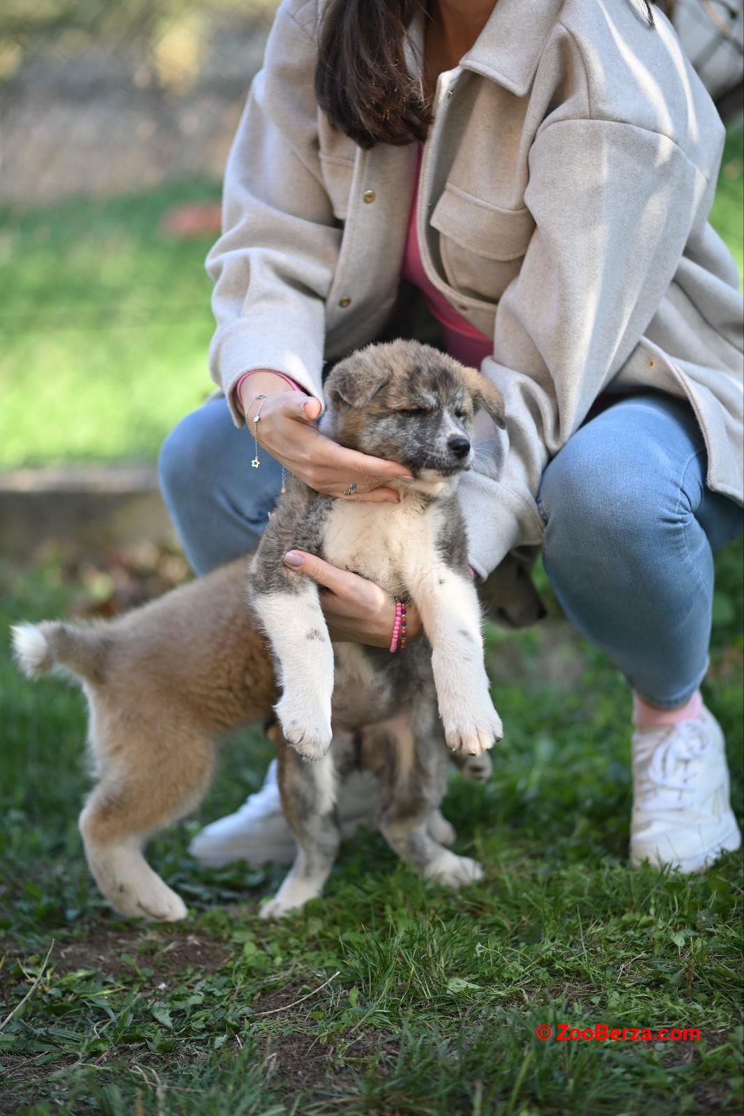 Akita inu stenci