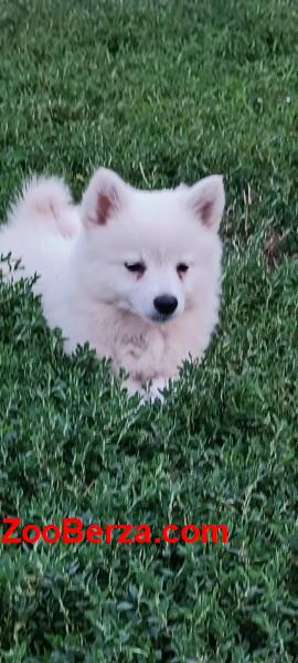 Nemački spic stenci