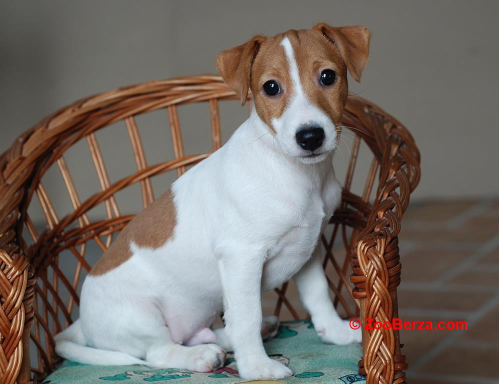 Stenci Jack Russell