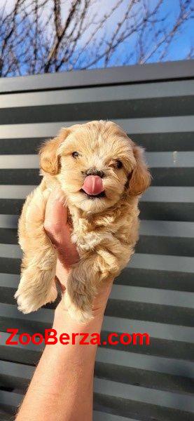Maltipoo, muško štene