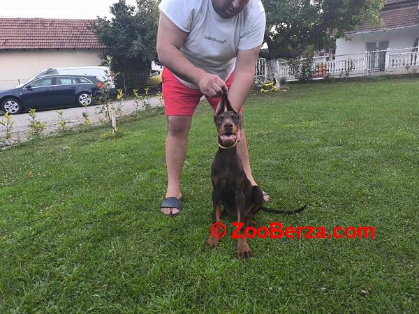 Stenci dobermana 