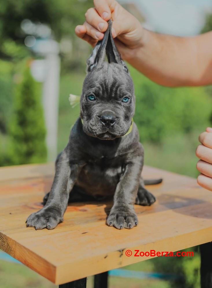 Cane Corso štenci