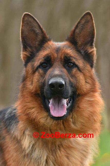 Nemački ovčar ženka