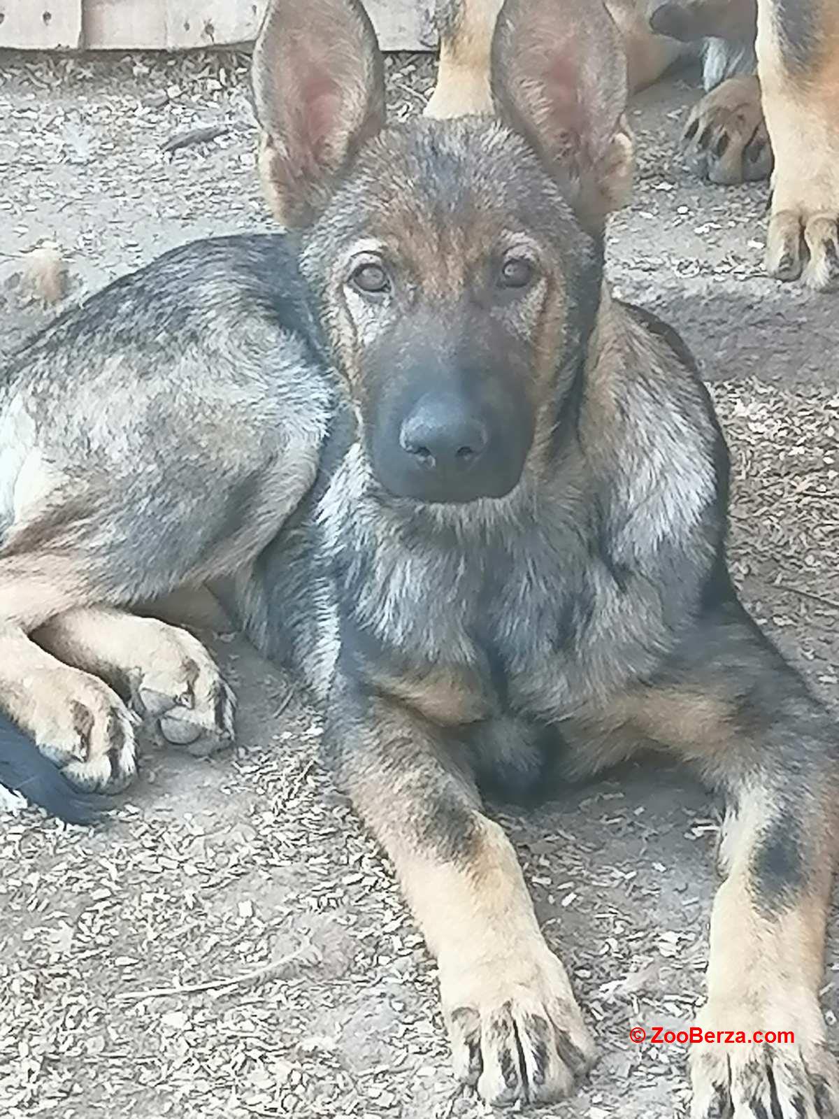 Nemački ovčar štenci 