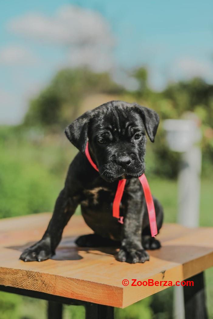 Cane Corso Kane Korso rezervacije