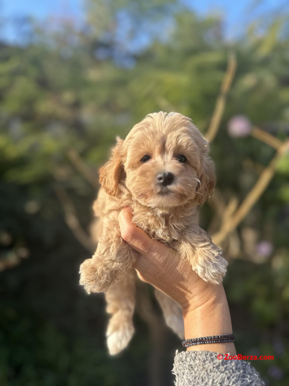 Maltipoo vrhunske genetike na prodaju