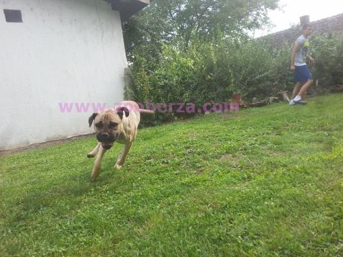 Cane Corso na prodaju